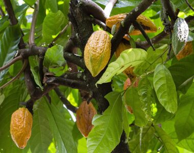 Cacaotero con fruto
