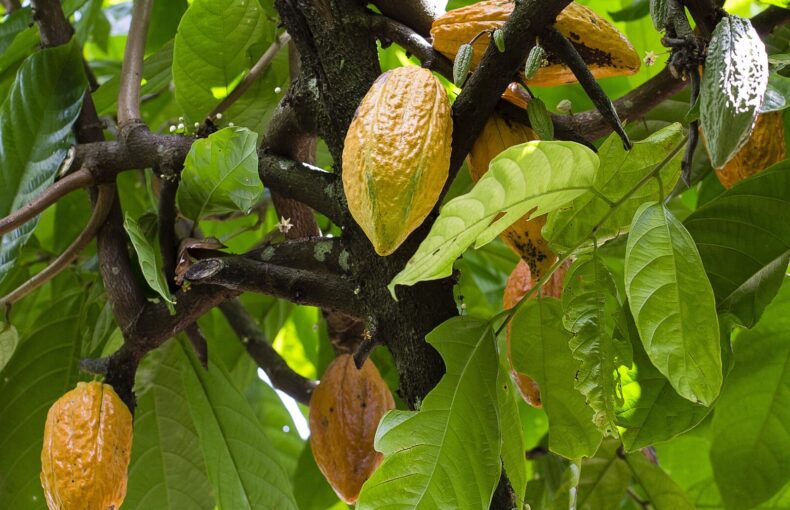 Cacaotero con fruto