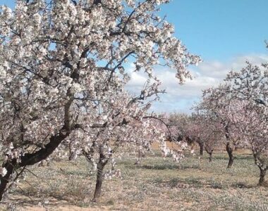 almendra marcona ecológica
