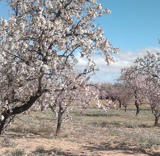 almendra marcona ecológica