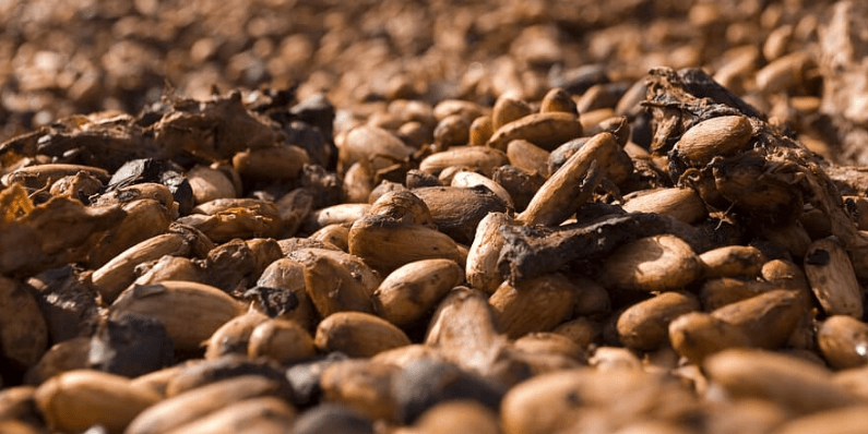 cascarilla de cacao propiedades