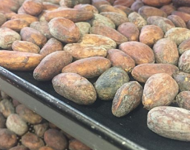 Proceso del tostado del cacao