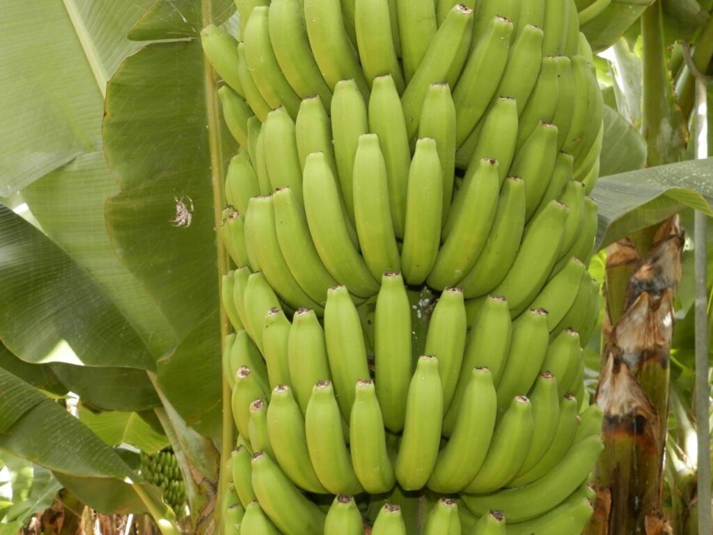 plátano natural plátano natural