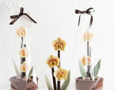 Orquídeas de Chocolate BIO para el Día de la Madre