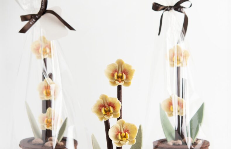 Orquídeas de Chocolate BIO para el Día de la Madre