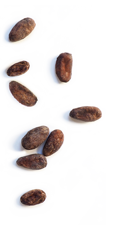 Habas de cacao