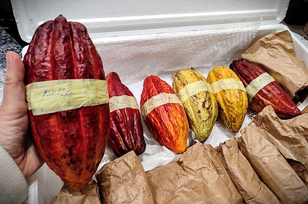Mazorcas del primer cacao español cultivado de forma natural en Tenerife